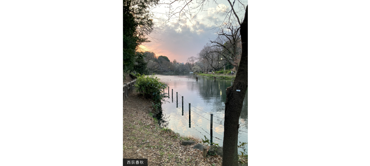夕陽が沈む井の頭公園池